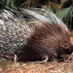 Cantieri della Biodiversità: Worhshop a Siena sulla conservazione della fauna selvatica