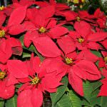 Attenzione alla Stella di Natale! Può essere tossica