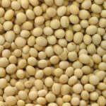 Uomini: consumare soia diminuisce il rischio di cancro ai polmoni