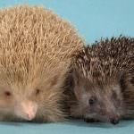 Troppo grasso: il porcospino Snowball deve mettersi a dieta