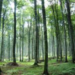 La vacanza tra i boschi riduce lo stress