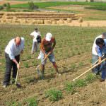 Operai agricoli: ecco come l'Inps risolve il contenzioso sulla pelle dei pensionati