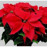 Natale: "stelle", nessun rincaro all'ingrosso