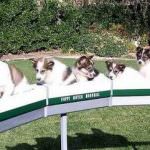 Vacanze in treno? Si, ma con il mio amico animale