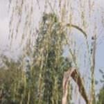 Prodotti a base di cereali nel menù di 100.000 anni fa