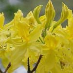 Il miele di rododendro pontico è velenoso