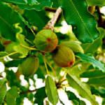 L'estratto di karitè, una cura per il dolore