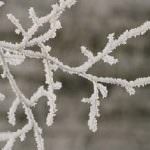 Maltempo: campagne gelate e allagate, danni per decine di milioni di euro alle colture e alle imprese agricole