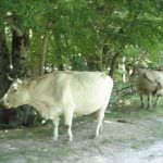 Latte: Coldiretti, in guerra allevatori rischiano 43 mila stalle