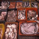 Etichettatura pesce fresco, c’è da fidarsi? Chi controlla?