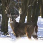 "Fauna in grave difficoltà, stop alla caccia"