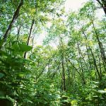 Torino: Finanziamenti per chi pianterà alberi e boschi