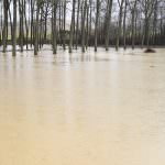 Maltempo: Coldiretti, sott'acqua 3 mila ettari di campi toscani coltivati