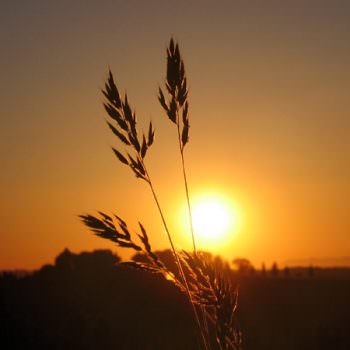 Grano duro “made in Italy”: una vera “debacle”