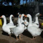 Consumi di Capodanno: E' giusto mangiare il foie gras?