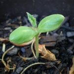 Decrescita felice: Contro gli sprechi alimentari, è necessario tornare al consumo etico