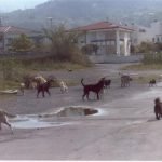 Veneto: Si chiede a Regione e Governo di fornire il vaccino antirabbia a pensionati, disoccupati e ai volontari che recuperano i cani abbandonati