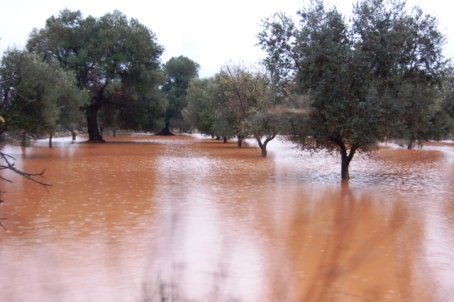 Maltempo: primi gravi danni alle campagne
