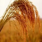 Allarme risicoltura: garantire il reddito dei coltivatori