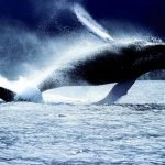 Amazon dice basta: niente più prodotti a base di balena