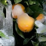 Ondata di gelo distrugge la produzione di arance della Florida