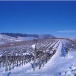Sotto la neve pane, e speculazioni dei prezzi alimentari