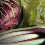 Maltempo: Coldiretti, distrutto il 65% del radicchio di Chioggia