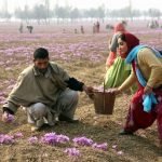 Rosarno: Coldiretti, nei campi oltre 90 mila extracomunitari regolari