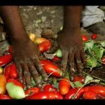 Rosarno e la Calabria Saudita