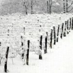 Maltempo: per l'agricoltura scatta l'"emergenza gelate"