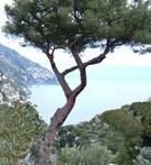 Il pino dà sollievo dall'acufene