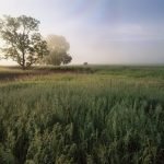 Fighting climate change with grasslands