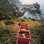 Vino: Cinque Terre, è un'annata da ricordare