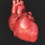 Gli ormoni maschili proteggono il cuore