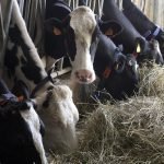 Torino: Controlli sanitari in agricoltura addebitati alle aziende