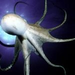 Mega sequestro di polpi a Salerno