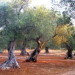 Vinitaly India: Unaprol presente per promuovere l'olio di alta qualità italiano