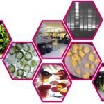 Confagricoltura: le norme sulla coesistenza bloccano le biotecnologie anzichè sdoganarle