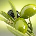 Oro Giallo, la cultura dell'olio