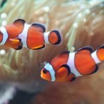 Gli eventi principali di Mse SeaFood & Processing