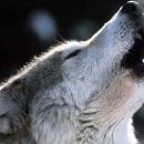 Terni: Presenza di lupi. A rischio la zootecnia