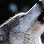 Terni: Presenza di lupi. A rischio la zootecnia