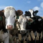 Parigi: Dal "Salone dell'Agricoltura" arriva una proposta per l'identificazione digitale dei bovini