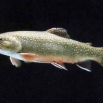 Bologna: Il "Salmerino del Corno alle Scale" protagonista al Mercato della Terra