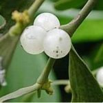 Con l'agricoltura biologica, meno parassiti sulle piante