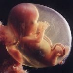 Gravidanza, l'inquinamento danneggia madre e feto