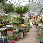 Perugia: Corso di qualificazione per "Vivaista esperto nelle tecniche di commercializzazione di piante e fiori"