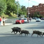 Incidenti con animali selvatici? Paga la provincia