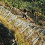 Liguria: Sodal, nasce la collaborazione scientifica tra l'Associazione 'Vino e Salute' e Parco nazionale delle Cinque Terre