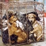 Cina. Una legge contro la carne di cane e gatto